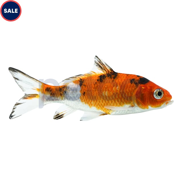 Imported Koi (Cyprinus carpio) - XX-Large - Carousel image #1