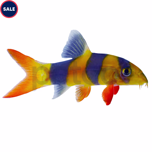 Clown Loach (Chromobotia macracantha), 1.5-2.5" - Carousel image #1