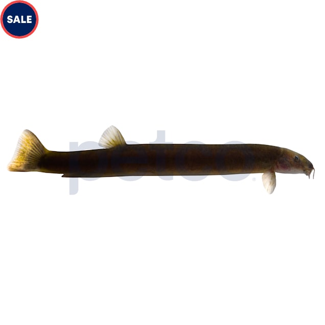 Black Kuhlii Loach (Pangio sp.), 1 Pack Petco