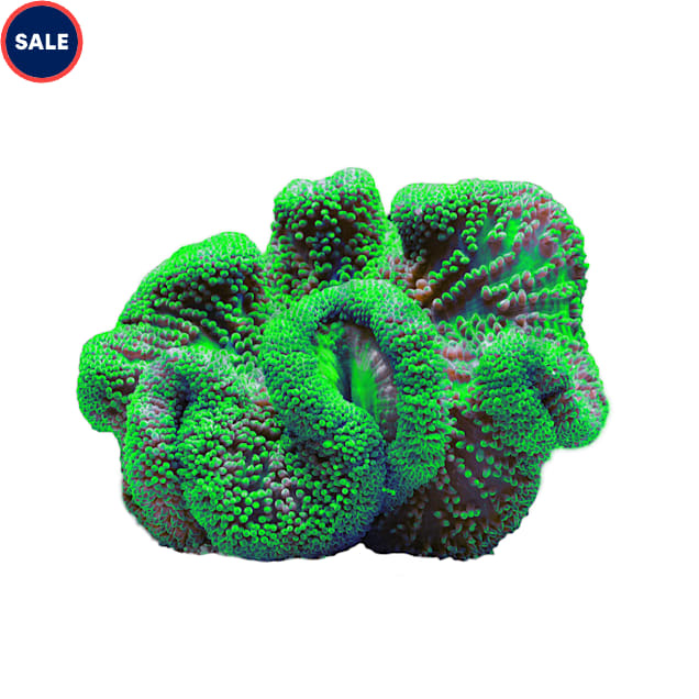 Metallic Green Carpet Anemone - X-Large - Carousel image #1