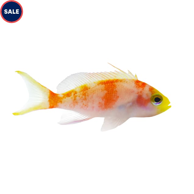 Randall's Anthias - Female (Juvenile) 2.25"-3.5" - Carousel image #1