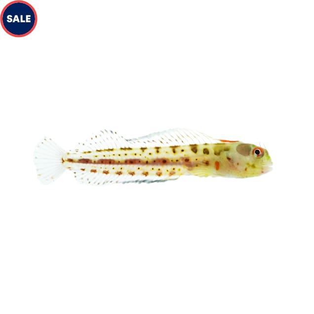Panamic Barnacle Blenny, 0.5"-1.25" - Carousel image #1