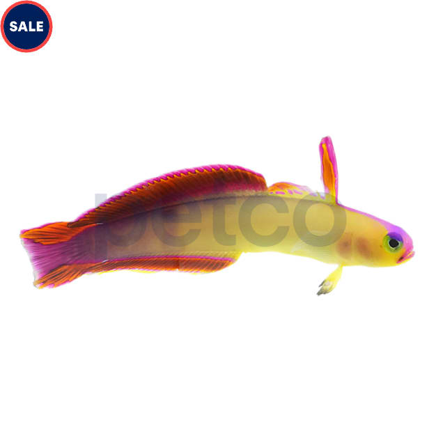 Exquisite Firefish Goby - Carousel image #1