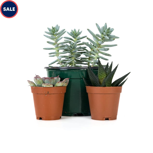 Josh's Frogs Desert Plant Kit 18x18 - Carousel image #1