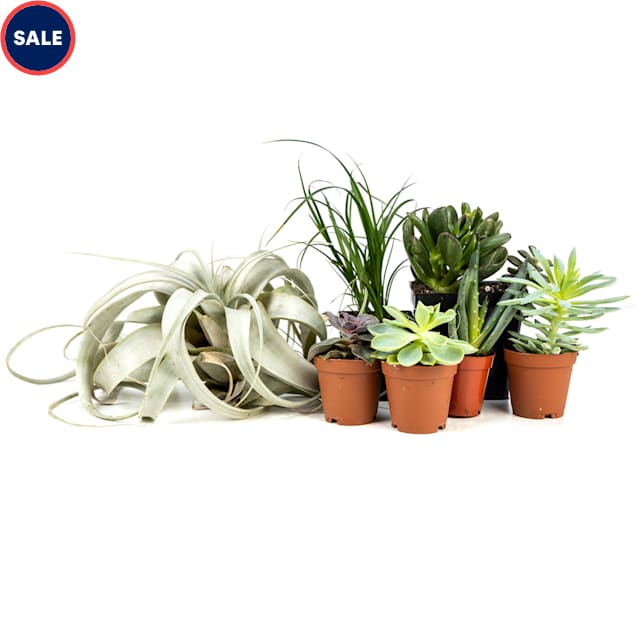 Josh's Frogs Desert Plant Kit 48x18 - Carousel image #1