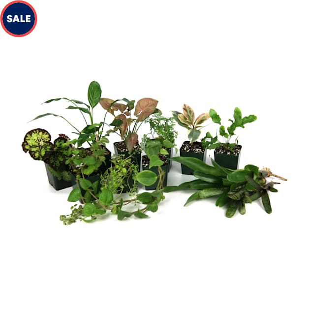 Live Tropical Plant Kit 18"x18"x24", 29 Gallon, 14 Plants Petco