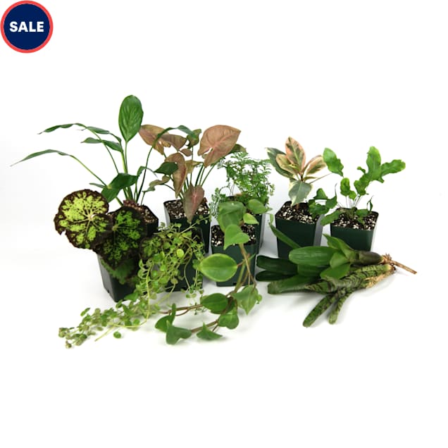 Live Tropical Plant Kit 18