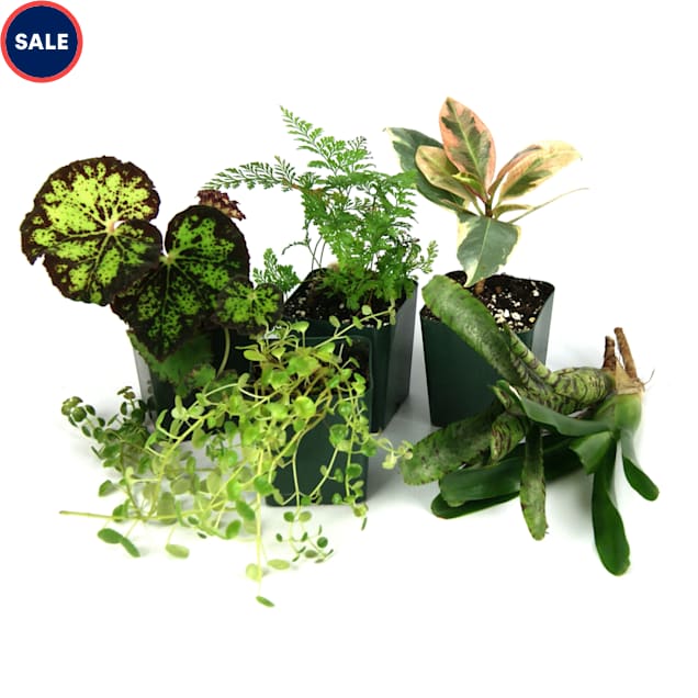 Live Tropical Plant Kit 12x12x18, 10 Gallon, 6 Plants - Carousel image #1