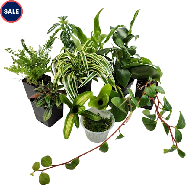 Dart Frog Vivarium Plant Kit 18x18x18, 20 Gallon, 11 Plants - Carousel image #1