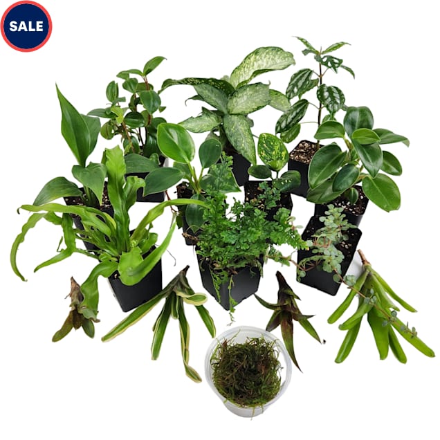 Dart Frog Vivarium Plant Kit 18x18x24, 29 Gallon, 15 Plants - Carousel image #1