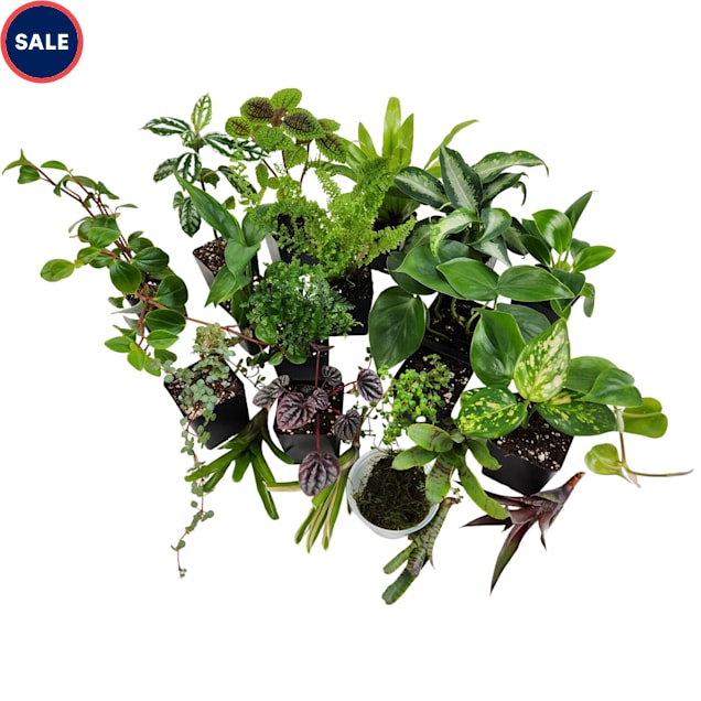 Dart Frog Vivarium Plant Kit 24x18x24, 40-55 Gallon, 20 Plants - Carousel image #1