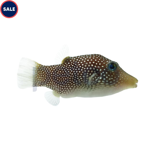 Spotted Sharpnose Pufferfish, 1.5" - Carousel image #1