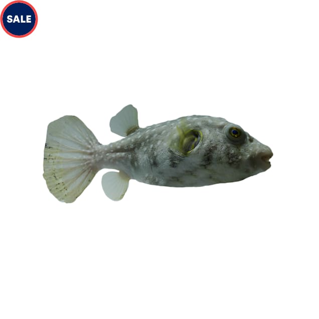 Stars & Stripes Pufferfish, 1.5"-2.25" - Carousel image #1