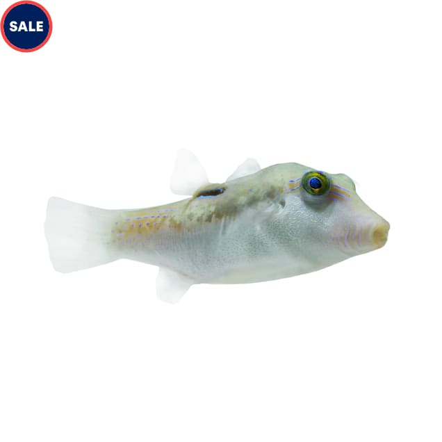 Bennett's Sharpnose Pufferfish, 1.5" - Carousel image #1