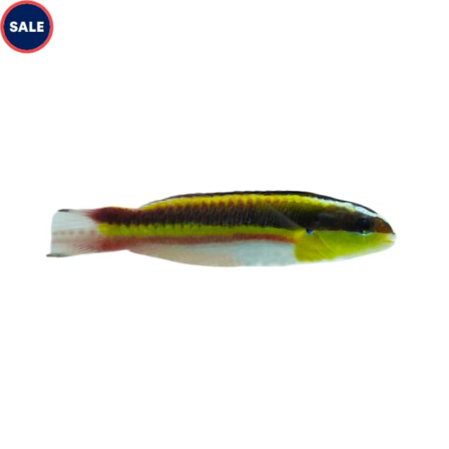 Mexican Rock Rainbow Wrasse, 1.5"-2" - Carousel image #1