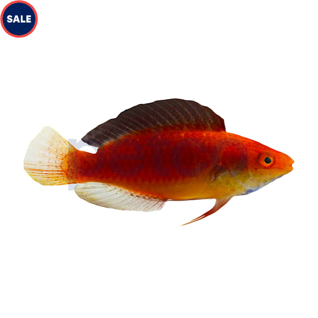Male Redfin Fairy Wrasse, 2"-3" - Carousel image #1