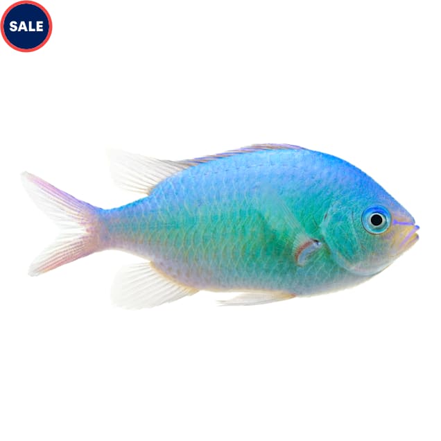 Blue Green Chromis (Chromis sp.) - Large, 24 Pack - Carousel image #1