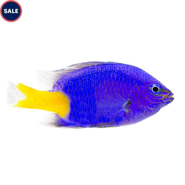Yellowtail Damsel (Chrysiptera parasema) - 24 Pack - Carousel image #1