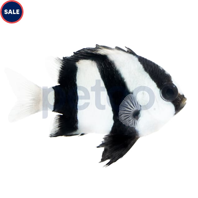 Three Stripe Damsel (Dascyllus aruanus) - 24 Pack - Carousel image #1
