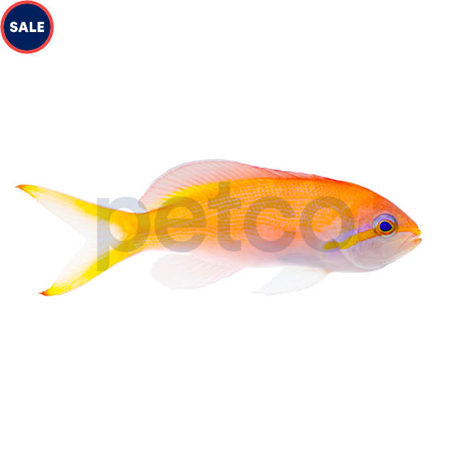 Female Fiji Orange Lyretail Anthias (Pseudanthias cheirospilos/squamipinnis) - Medium, 5 Pack - Carousel image #1