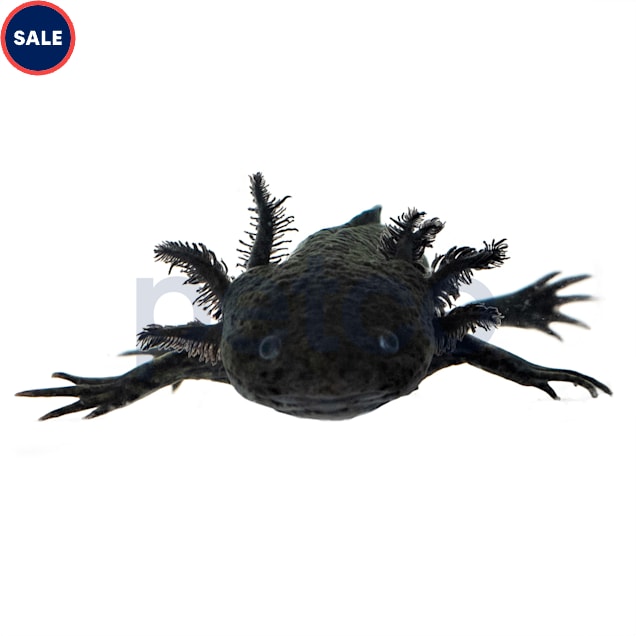 Petco Melanistic Axolotl Freshwater Amphibious Pet