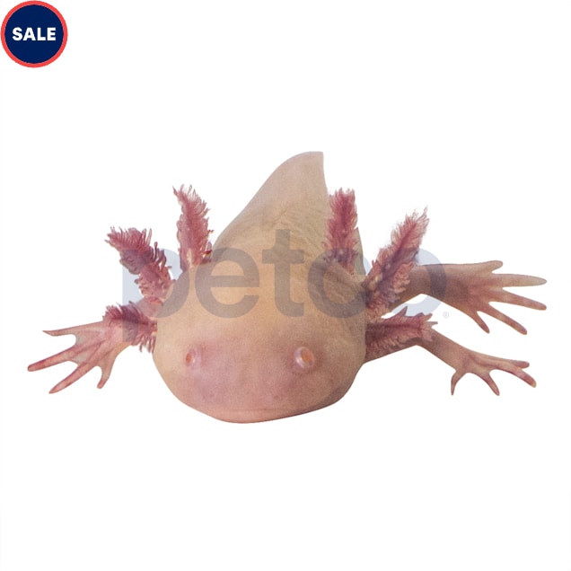 Albino Axolotl For Sale Petco
