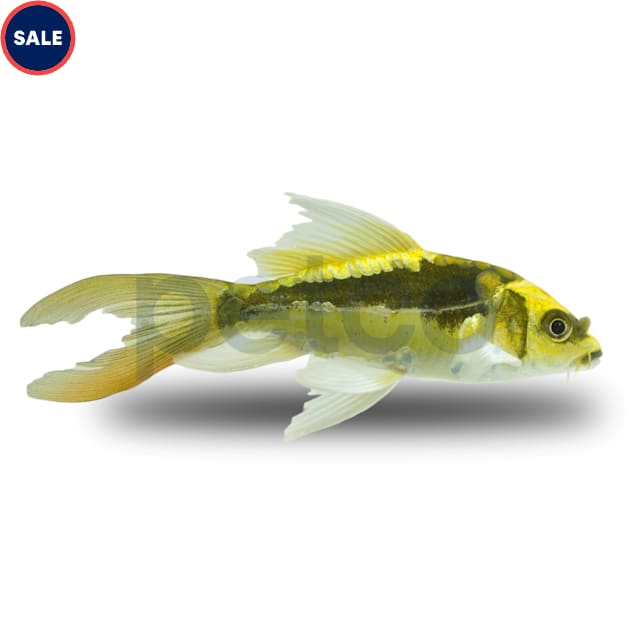 Mayan Butterfly Koi (Cyprinus carpio) - Carousel image #1