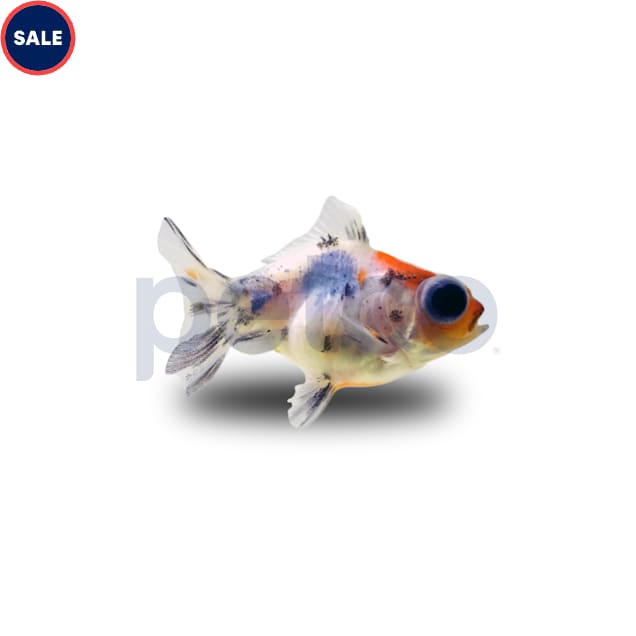 Calico Telescope Goldfish (Carassius auratus) - Carousel image #1
