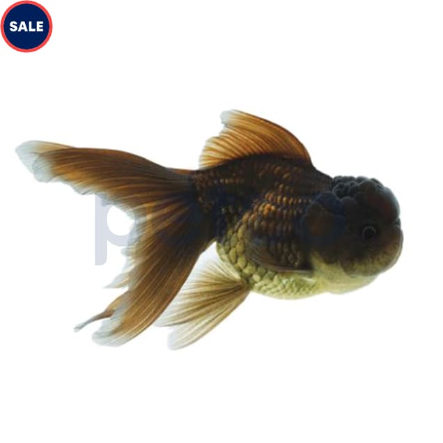 Black Oranda Goldfish (Carassius auratus) - Medium - Carousel image #1
