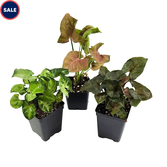 Assorted Single Syngonium podophyllum (Grower's Choice) - Carousel image #1