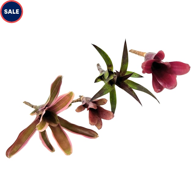 Assorted Single Bromeliad - Neorgelia (Grower's Choice) - Carousel image #1