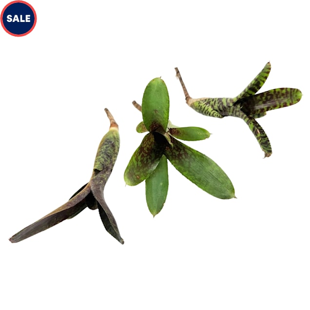 Assorted Single Bromeliad (Grower's Choice) - Carousel image #1