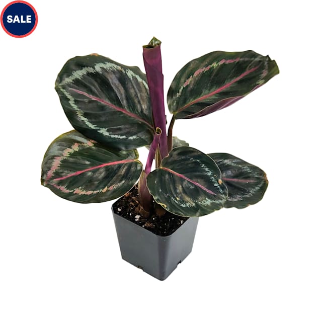 Assorted Single Calathea (Grower's Choice) - Carousel image #1
