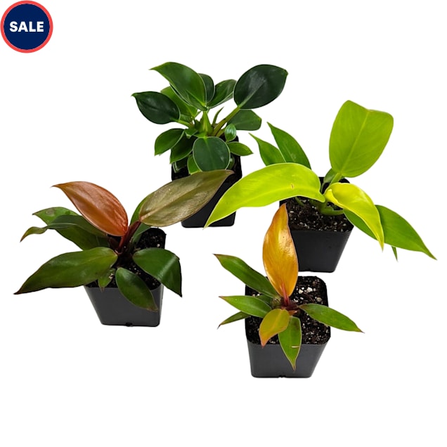 Assorted Single Philodendron (Grower's Choice) - Carousel image #1