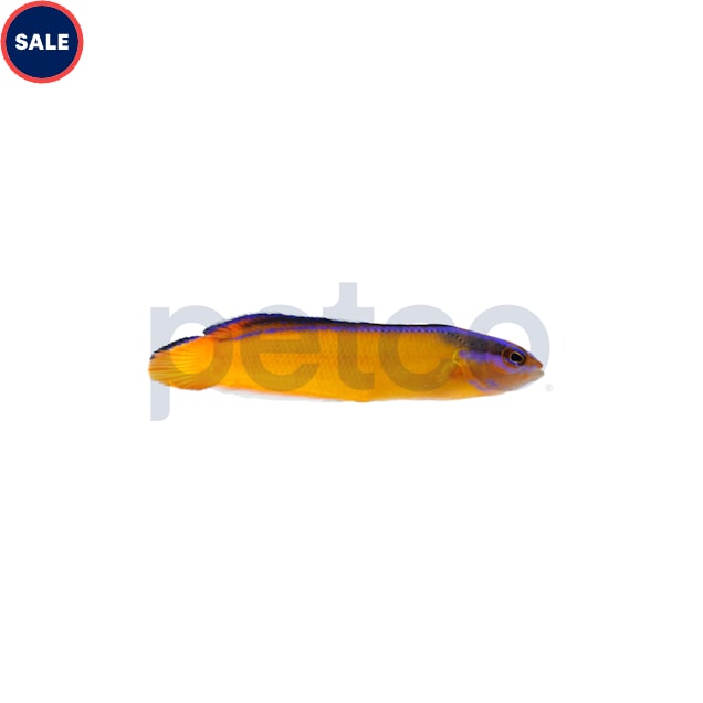 Aquacultured Neon Aldabraensis Dottyback (Pseudochromis aldabraensis) - Carousel image #1