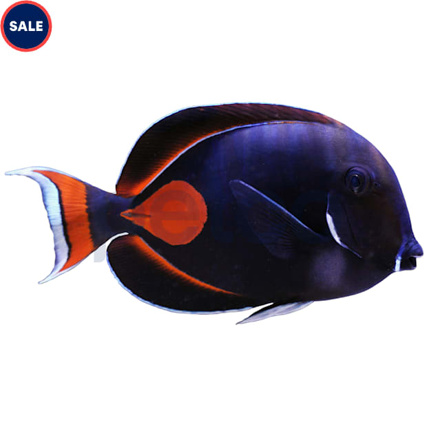 Petco Marine Fish Adult Achilles Tang Large 4.5 5.5