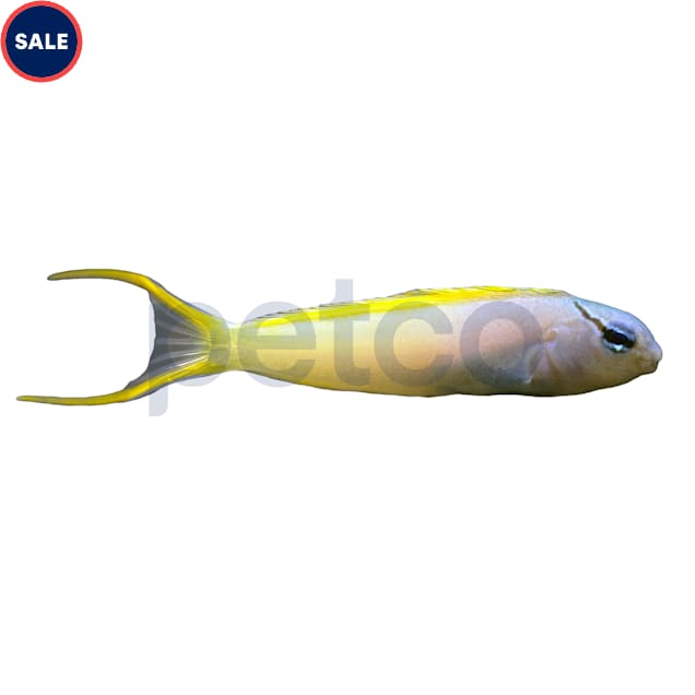 Forktail Blenny - Carousel image #1