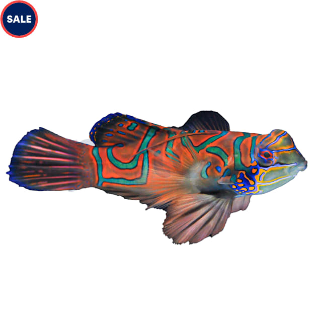 Red Mandarin Goby - Medium, 1.25"-2.25" - Carousel image #1