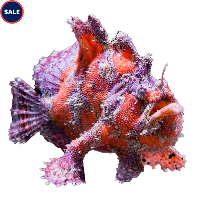 Shaggy Angler - Large, 4.25"-6.25" - Carousel image #1