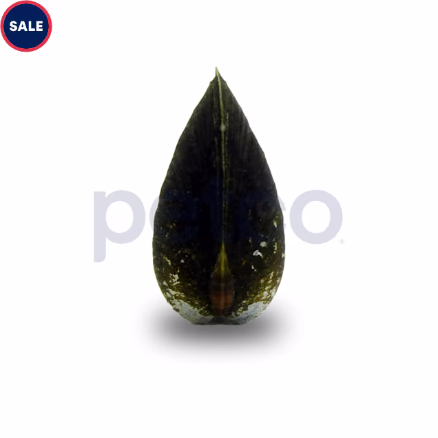 Black Snow Clam - Carousel image #1