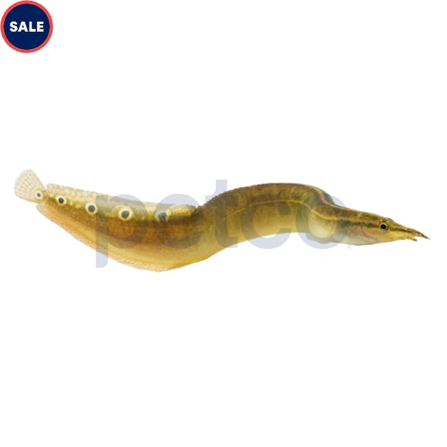 Peacock Eel Freshwater Fish for Community Tanks & Care