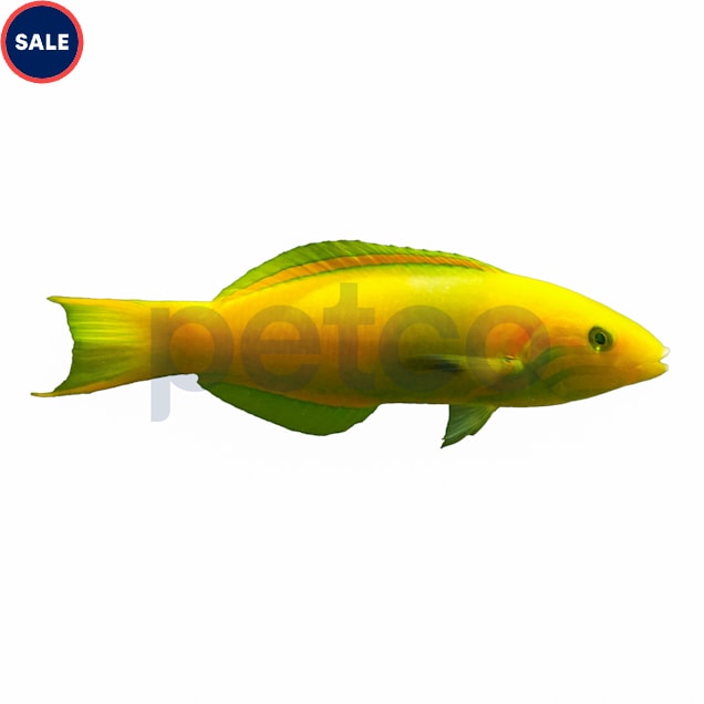 Male Banana Wrasse - Medium, 3.75-4.5" - Carousel image #1