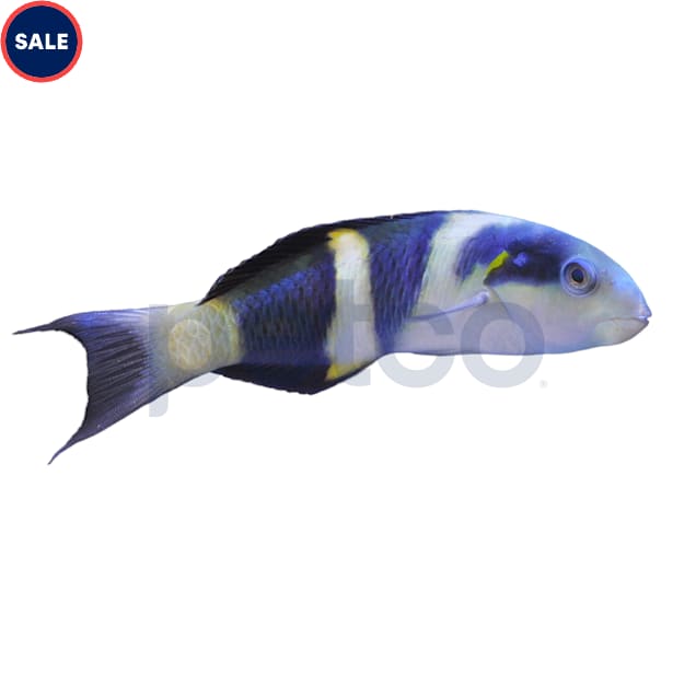 Jansen Saddle Wrasse - Medium, 2.75-3.75" - Carousel image #1