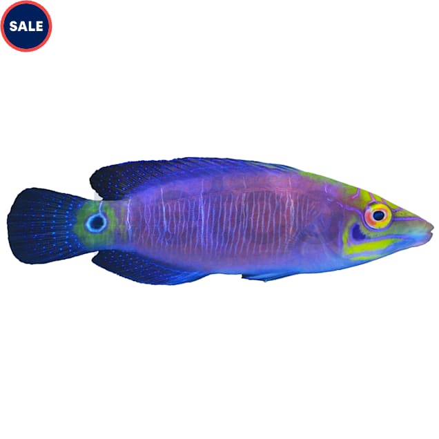 Mystery Wrasse - Medium, 2.25-3.25" - Carousel image #1