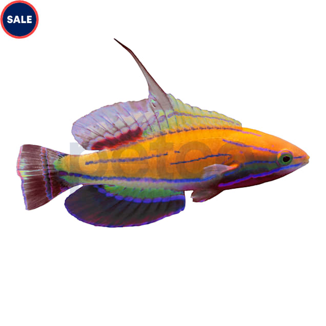 Maldives McCosker's Wrasse - Carousel image #1