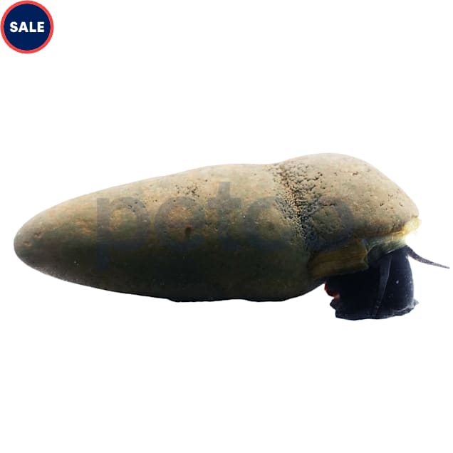 Chocolate Rabbit Snail - Carousel image #1