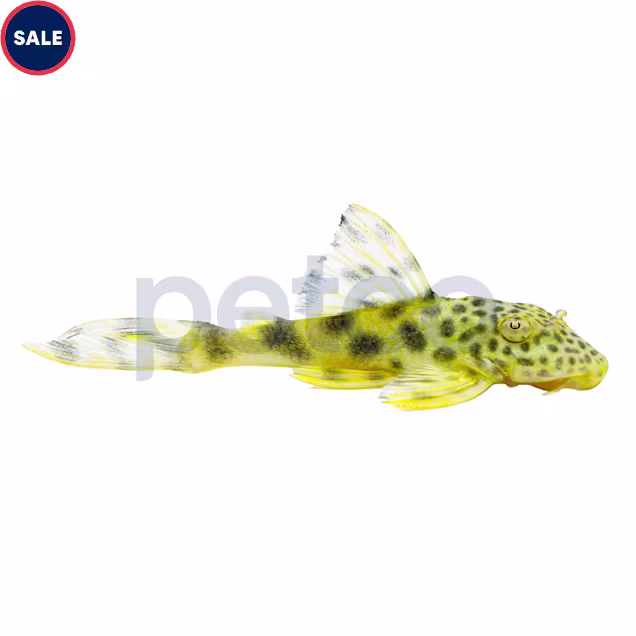 Para Yellow Spotted Plecostomus L-075 - Carousel image #1