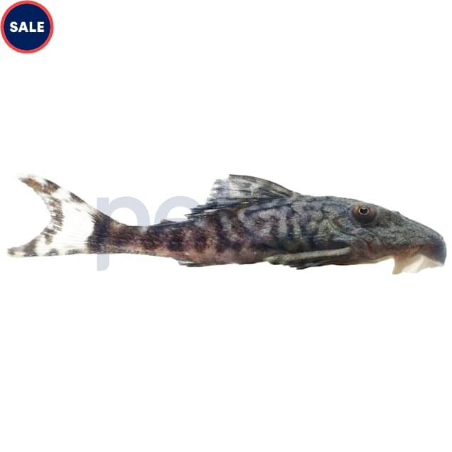 Papa Panaque Plecostomus L-090 - Carousel image #1