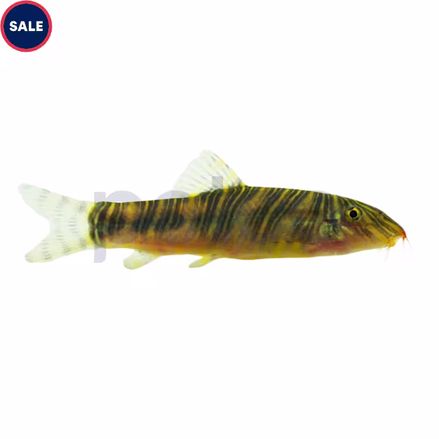 Zebra Loach - Carousel image #1