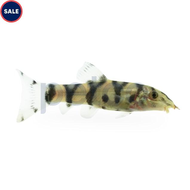 Yo-Yo Loach - Carousel image #1